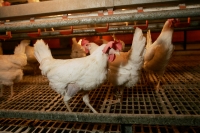 En høne produserer i snitt 367 egg i løpet av livet.