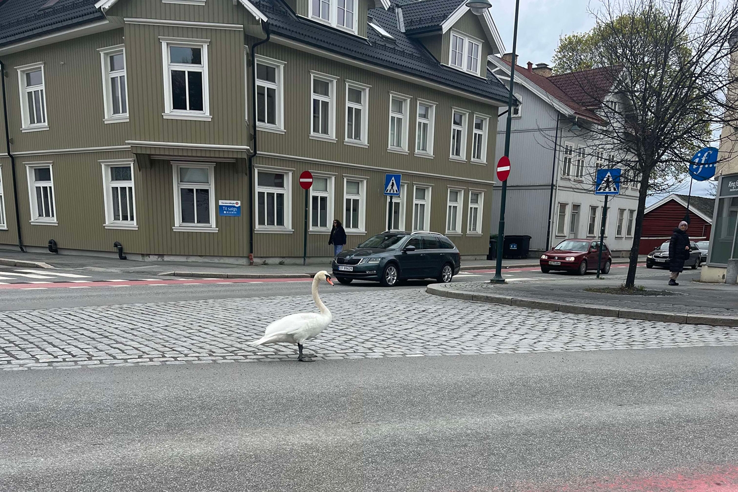 Svanen virret rundt i trafikken