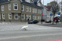 Svanen virret rundt i trafikken